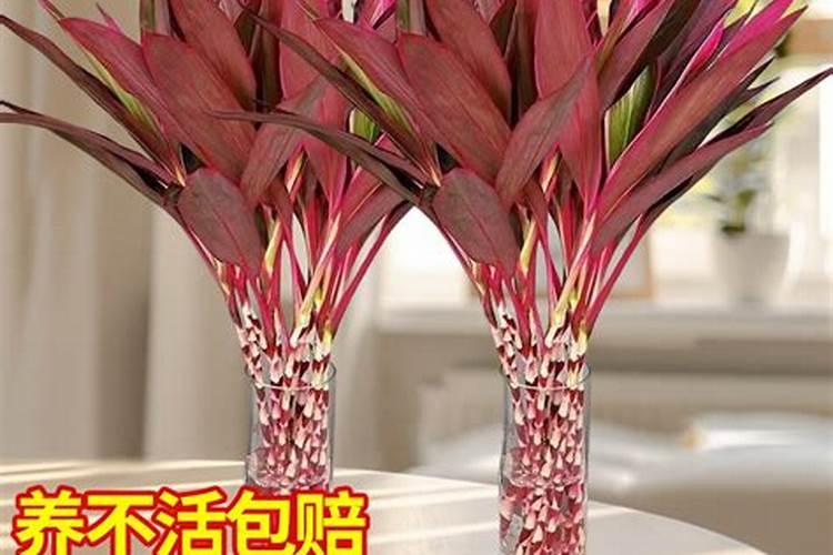 鸿运竹叶子枯黄怎么办鸿运竹叶子枯黄解决方法
