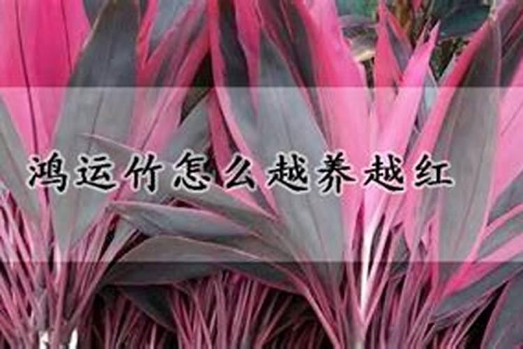 鸿运竹怎么养
