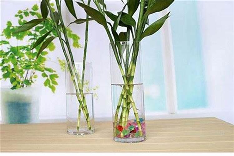 水培竹子怎么养才能更旺盛 水培竹子怎么养才能更旺盛用什么肥料