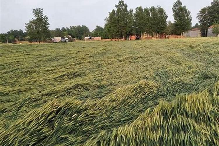 小麦出现倒伏现象 应该施什么肥？？