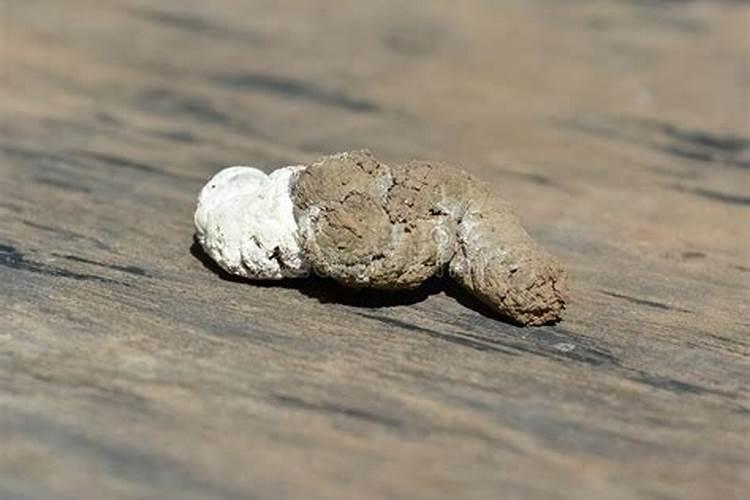 种菜鸡粪和猪粪哪种比较好