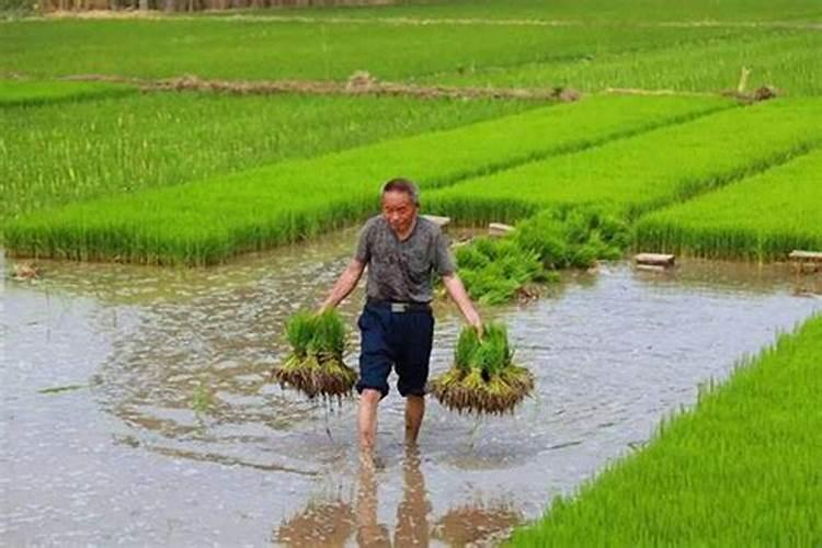 梨树每亩地用多少肥料