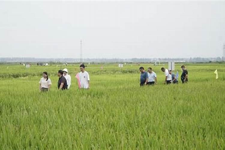 促进水稻分蘖的叶面肥