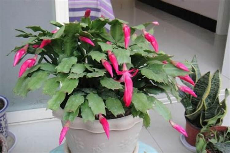 蟹爪兰花蕾期施肥吗