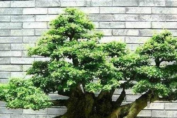 是什么原因导致榕树叶子变黄脱落？