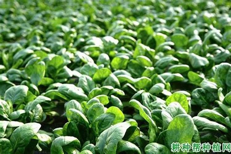 种植菠菜浇水也很重要,如何才能科学的浇水？