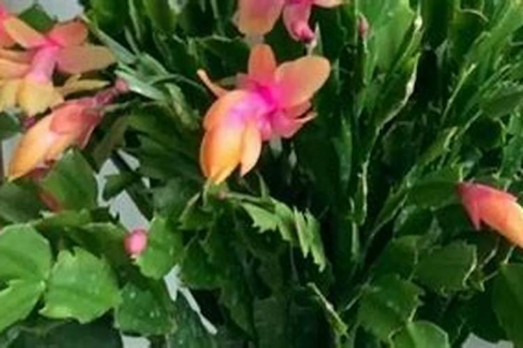 蟹爪兰有花苞了怎么养才能开花多