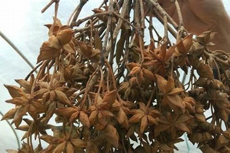 八角放尿素磷肥钾肥氯化钾和硫酸钾哪样最好料可保花保果