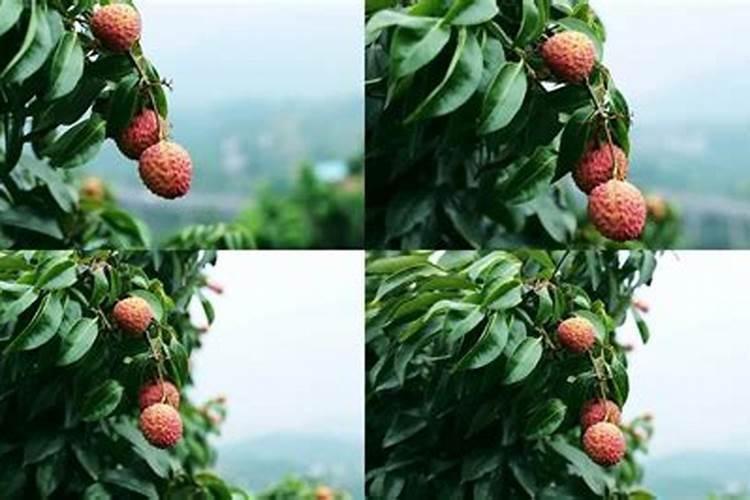 荔枝保花保果用什么药