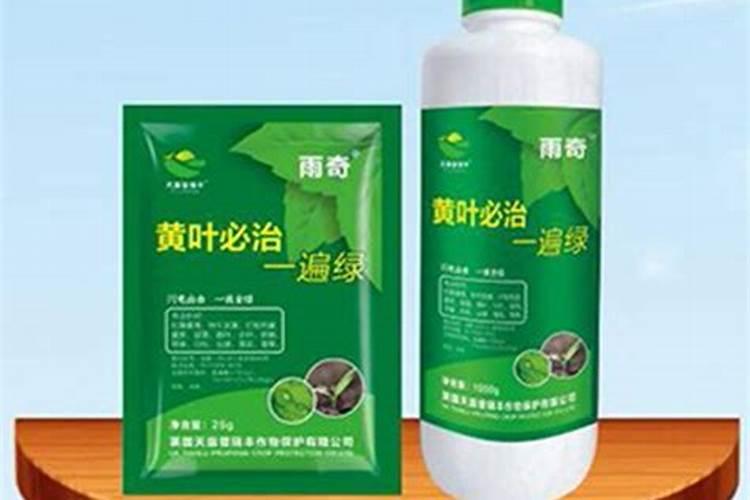 发财树树干腐烂怎么办