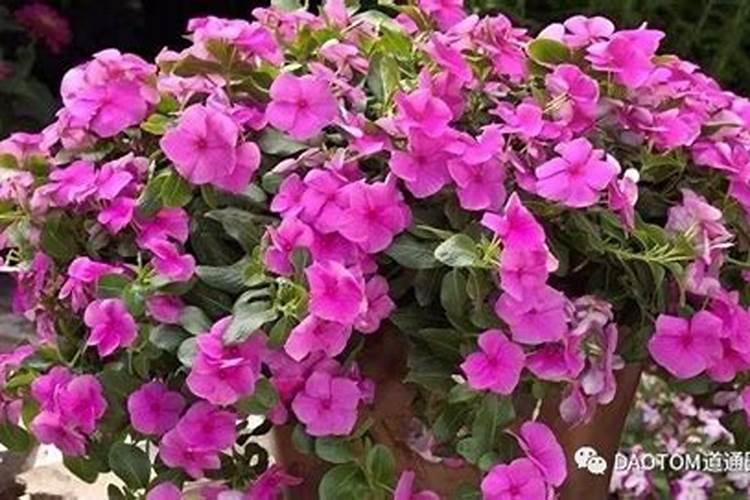 长春花夏天怎么养