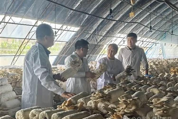 用种植菌类后的残渣如何制造生物有机肥配方