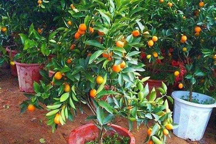 金桔开花如何施肥