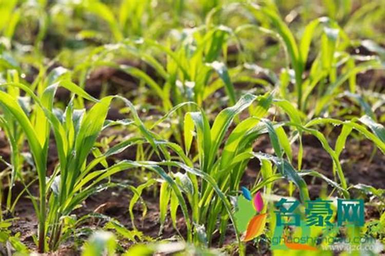 玉米专用复合肥能在土壤表面使用吗