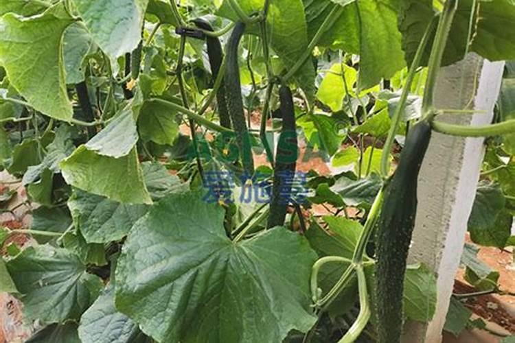 种黄瓜用什么肥料最好