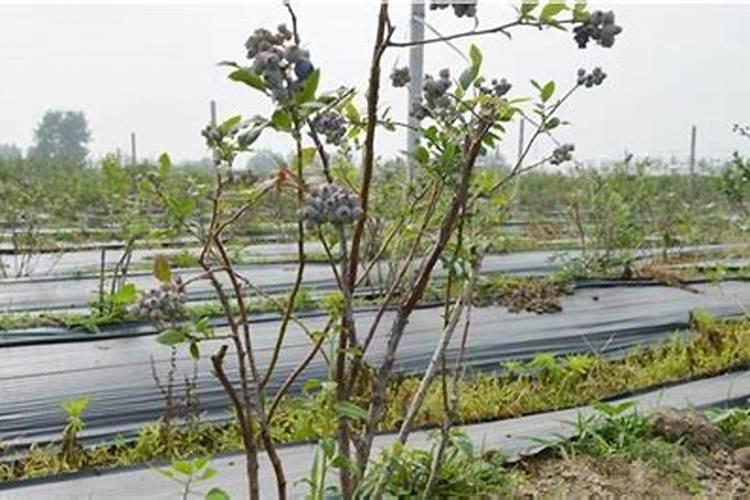 蓝莓施什么肥最好