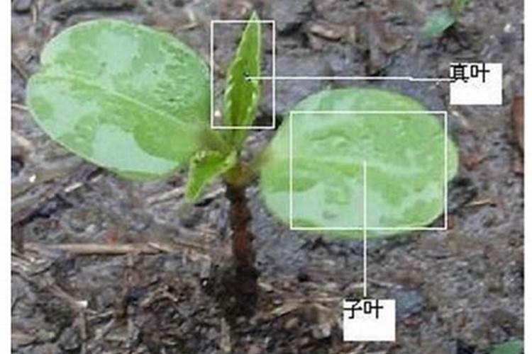 豆科植物不需要氮肥的原因