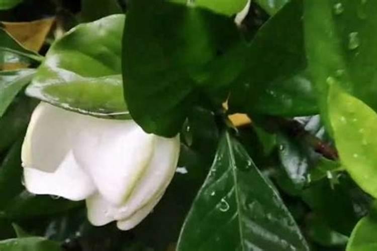 养栀子花的肥料 栀子花最好的肥料是什么怎么施