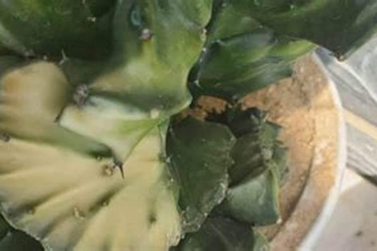 7种“霸气植物”,做盆栽漂亮,能净化空气,寓意吉祥,子孙富贵
