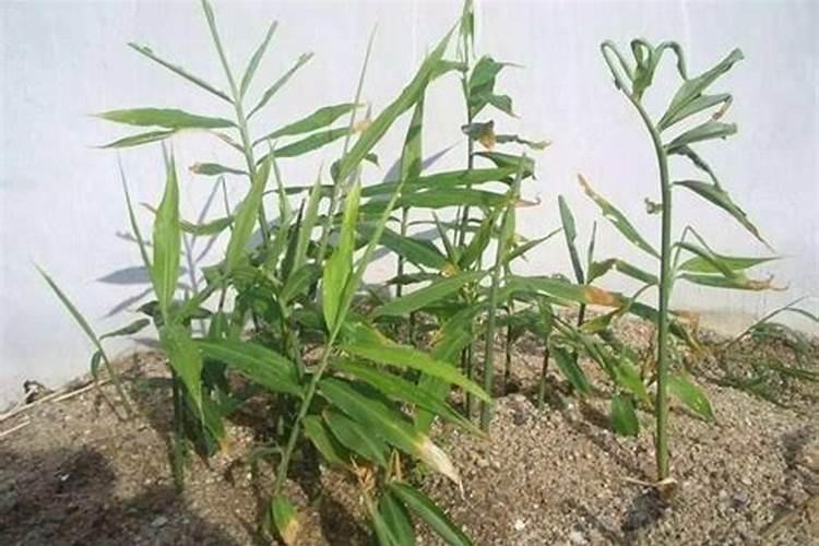生姜种植什么时候需要施钙肥 生姜种植什么时间需要施钙肥