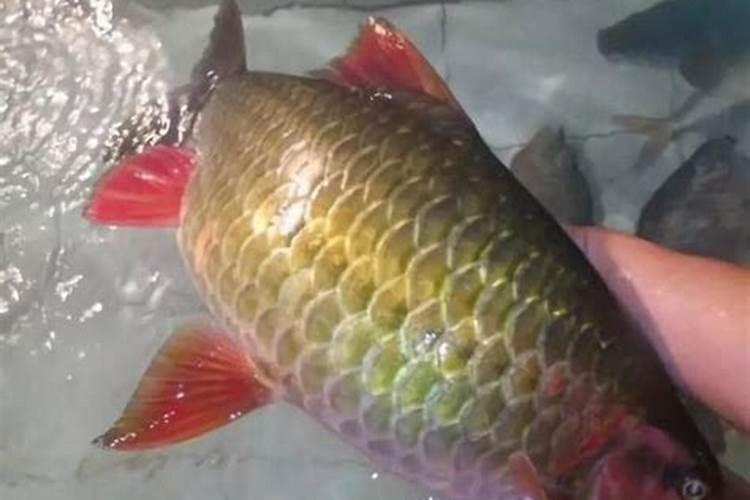如何辨别是否为深海鳕鱼的胶原蛋白