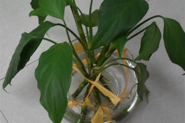 万年青浇什么肥料好