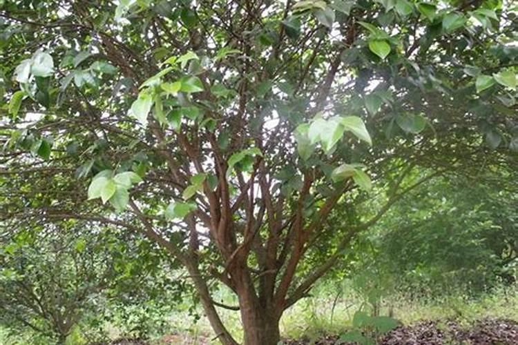 油茶树种植方法
