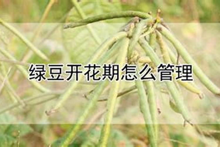 芸豆开花期还能打硼肥吗？