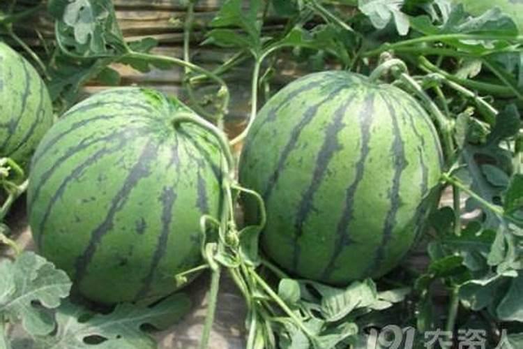种土豆最忌讳什么肥料 如何正确施肥