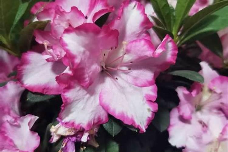 桂花开花能喷多菌灵吗,桂花几天给叶面喷一次水