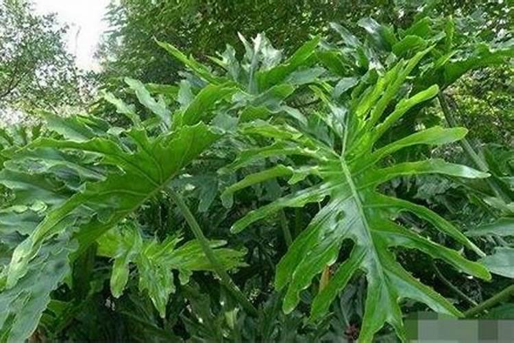 龟背竹花肥用什么合适 肥料制作与使用方法