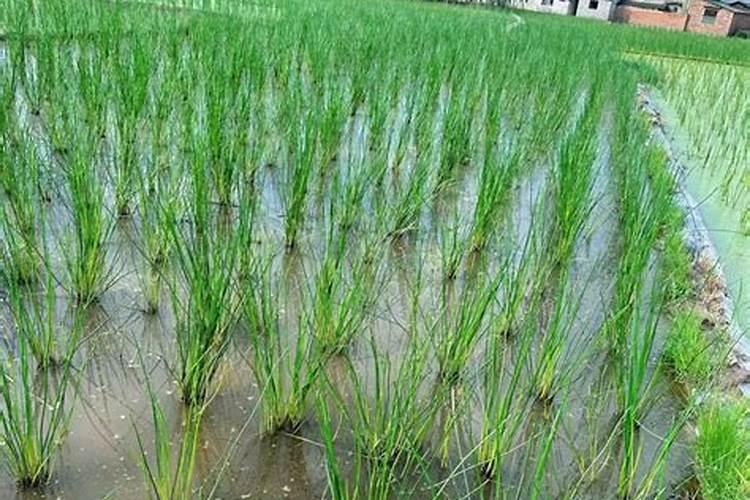 马蹄用什么肥料最大个 附马蹄的种植技术