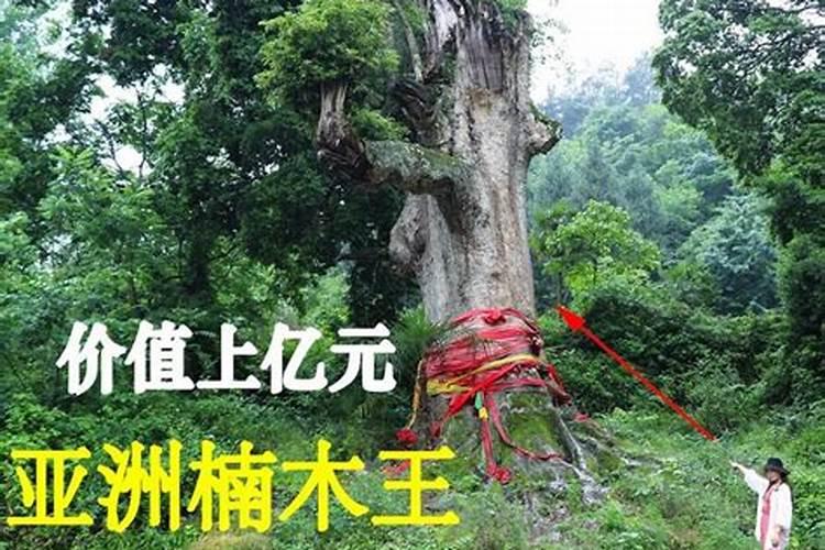 金丝楠木合适什么肥