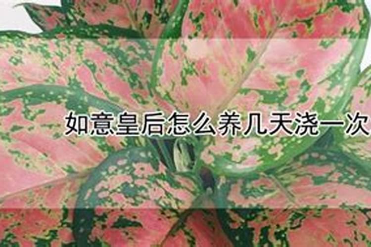 如意皇后施肥方法及注意事项