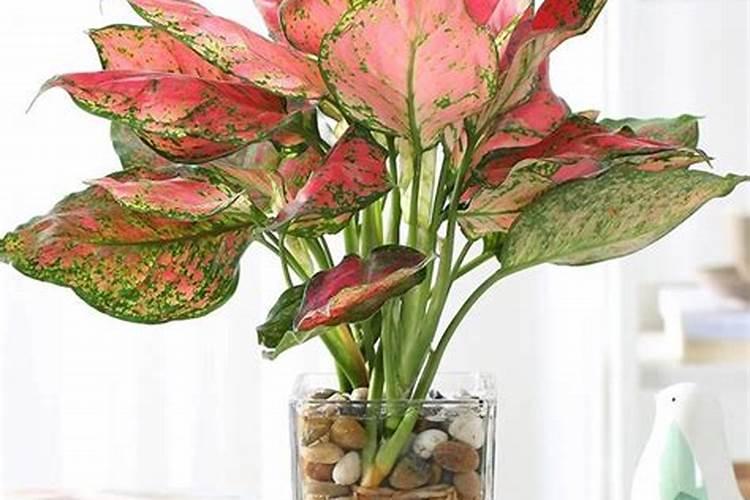 如意皇后施肥方法及注意事项 春季如意皇后怎么施肥