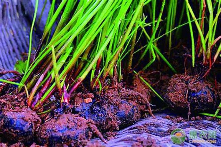 荸荠枯萎病会降低产量,荸荠枯萎病病因是什么？