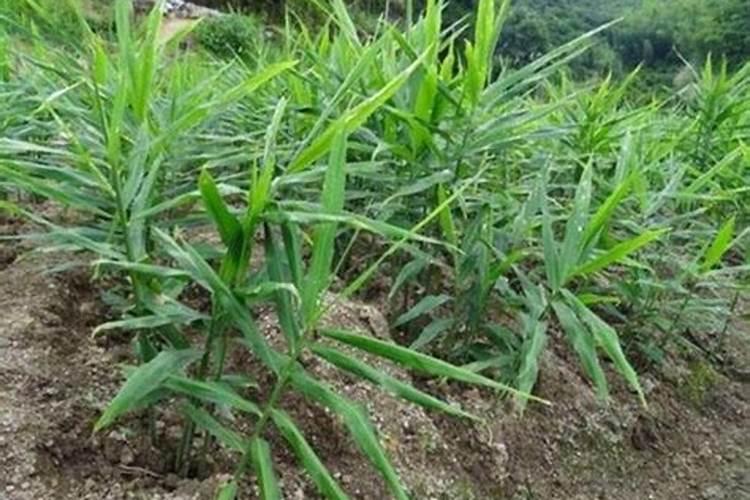 沙姜的种植方法及栽培技术