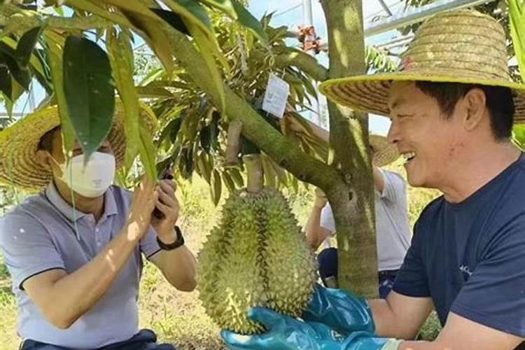 榴莲放什么肥料生长快？