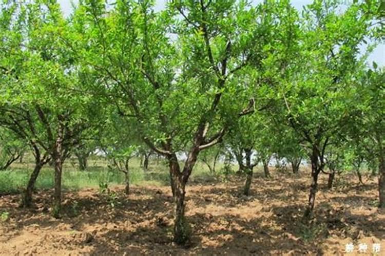 种植榴莲需要掌握什么技巧 榴莲怎么种植比较好