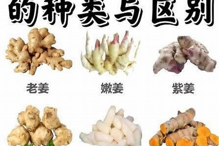 生姜如何种植？