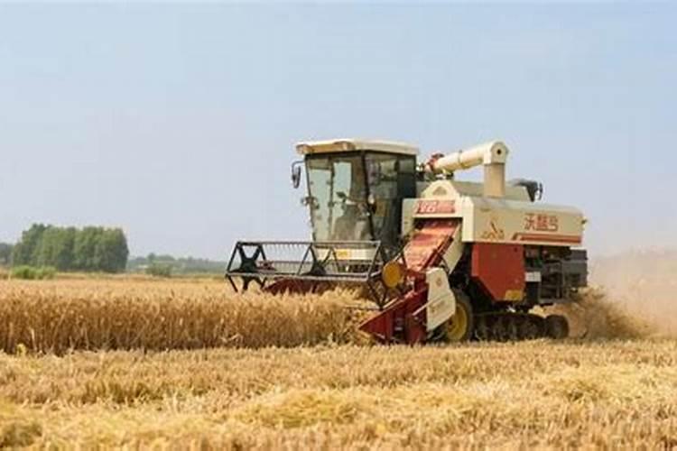 番茄侧芽处发扁长出的新芽粗大,为什么呢？