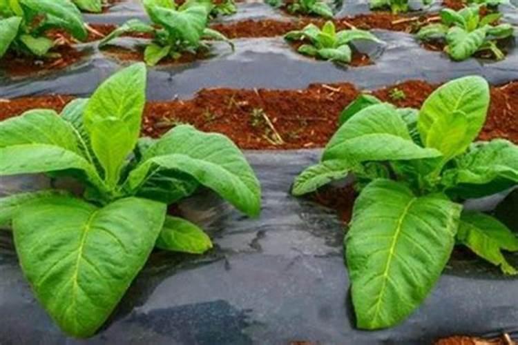 种植烤烟需要什么技巧吗