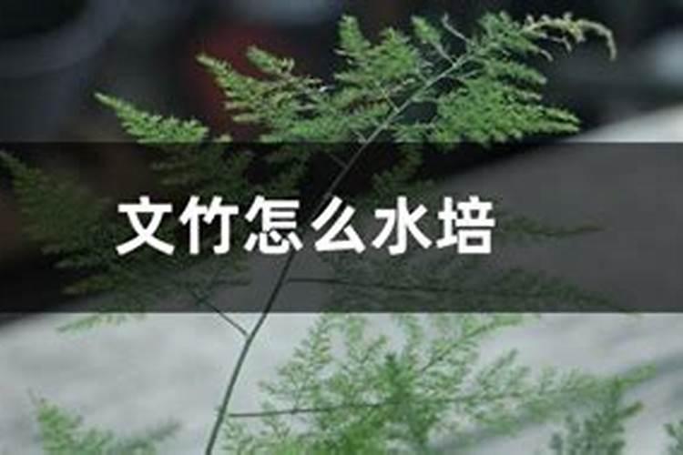 文竹水培方法和注意事项