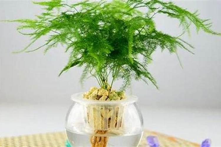 水培文竹的制作和养护是怎样的呢？