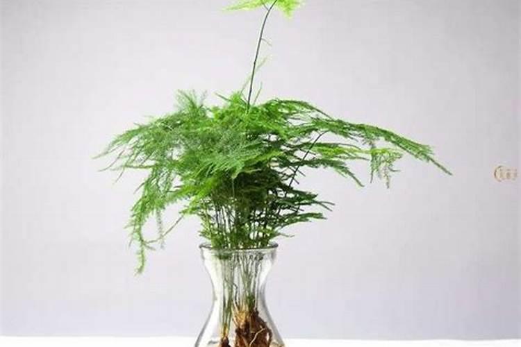 水培文竹怎么养殖方法