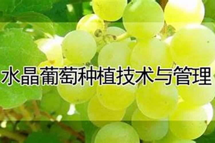 水晶葡萄什么时候施肥好