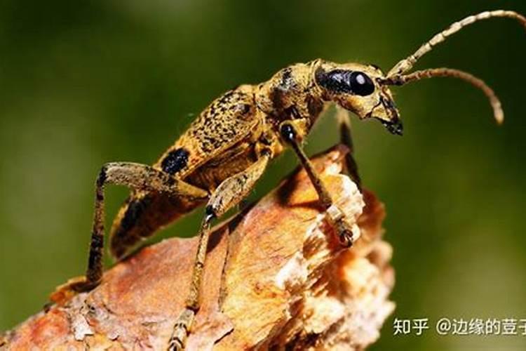 烯啶吡蚜酮能与厾螨脲溴氰菊酯杀菌剂叶面肥一起混用吗