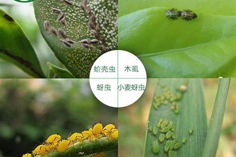 吡蚜酮和磷酸二氢钾能混合喷施吗？