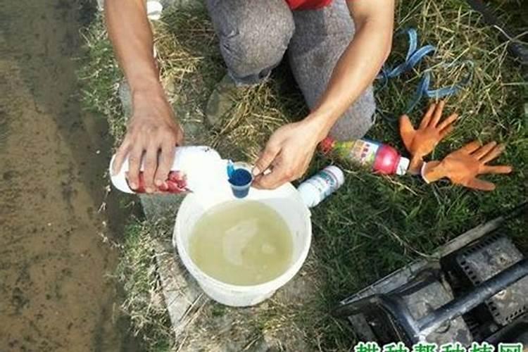 碳酸氢铵能否随水冲施(碳铵可以浇水时冲施使用吗)