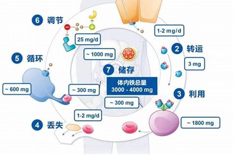微量元素铁与普通的铁的区别